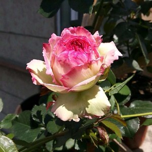 非常容易粉龙芽攀援花园阳台龙沙伊甸园月季木本花卉庭y院蕾丝盆