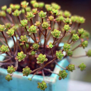 【日本小松-小人祭】超好看易爆盆手捧花小人祭多肉植物新手好养