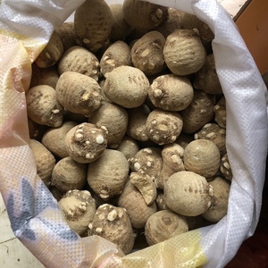 野生穿破石泽泻化结石 穿石王 川破石 破石雷 破结石中药材包邮