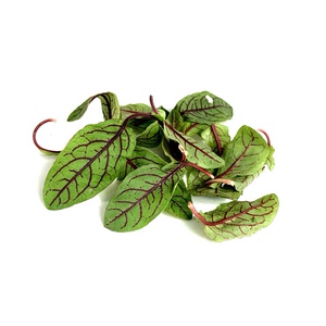 秧满田 新鲜 红脉酸膜酸模叶红酸模草酢浆草30片/盒酒店摆盘装饰