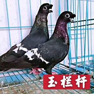 【玉栏杆】观赏鸽子活体种鸽一对包邮包活宠物鸽幼鸽青年鸽包活