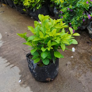 金叶女贞盆栽亮金女贞室外庭院阳台植物耐热耐晒多年生木本绿植