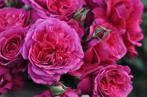 琴川园艺恩典女王日月河本花嫁系列月季四季强香抗病庭院玫瑰植物