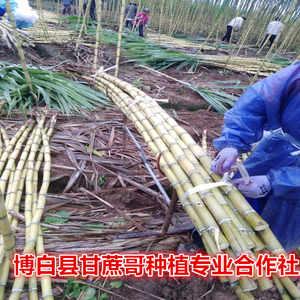 正宗广西黄皮甘蔗种子黄金甘蔗种苗非陶山青皮甘蔗种籽玻璃白玉