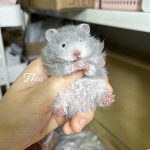 蓝波利金丝熊高端稀有色卷毛蓝熊叙利亚仓鼠定金