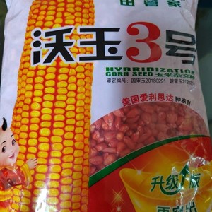 玉米品种沃玉3号图片