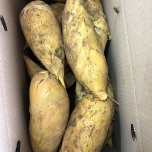 宁波余姚四明山特产冬笋新店促销时令菜新鲜嫩