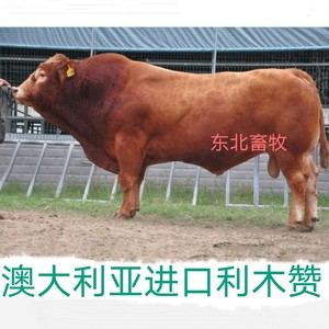 澳大利亚进口纯种利木赞牛冻精