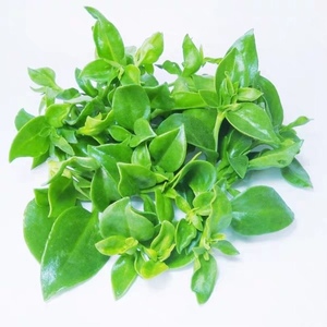 新鲜蔬菜田七叶菜三七穿心莲保健蔬菜500g农家自种蔬菜火锅凉拌