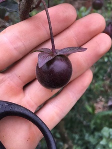 紫阳金丹品种苗嫁接苗金弹子盆景花卉盆栽办公室阳台室内绿植