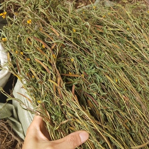 铁甲草