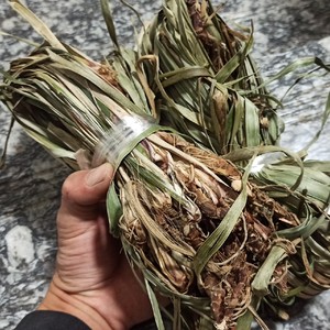 深山石香蒲石菖蒲整株干品叶根菖蒲水剑草香蒲昌坐做月子洗头洗澡