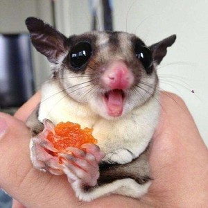 宠物纯白蜜袋鼯活体幼崽马赛克蜜袋鼠蜜袋鼬手养玩家滑翔会飞异宠