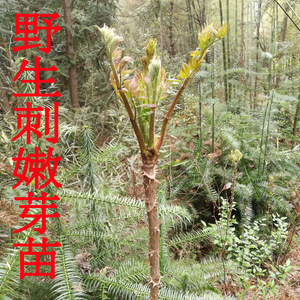 【刺龙芽苗】刺龙芽苗品牌,价格 - 阿里巴巴