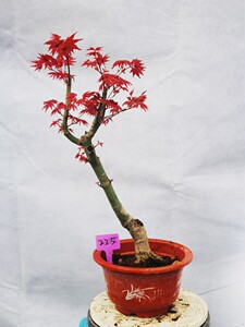 一物一拍日本枫红舞姬出猩猩红枫红叶枫树盆景小盆栽植物庭院观叶