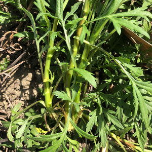 带叶子野生篱蒿当季芦蒿根新鲜湖北现摘黎蒿蔬菜野菜藜蒿蓠泥蒿黎