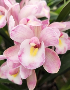 创业失败亏本卖 浪漫樱花兰花大花蕙兰清香型兰花一杆多花新品种