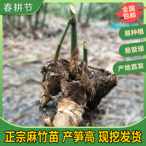 麻竹苗台湾笋粽叶食用甜笋英德西牛大型地栽竹鼠裸根头苗笋种苗
