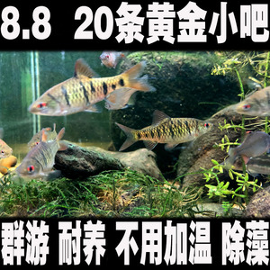 中国斗鱼伴侣条纹小鲃生红眼淡水观赏鱼中国斗鱼伴侣清澡鱼冷水鱼