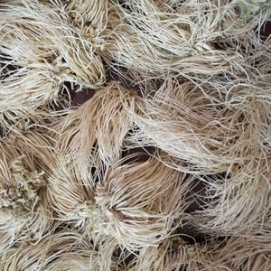 云南苤菜根老品种撇菜根大韭菜炖汤小炒腌制保山新鲜蔬菜保山味道