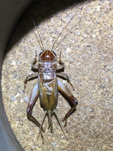 油葫芦大个野生养殖油葫芦公母蟋蟀活体鸣虫听叫观赏鸣虫陈记