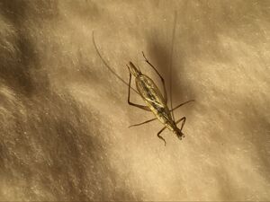 正常发货黑紫竹蛉活体鸣虫竹蛉人工养殖竹蛉活体叫口好养殖