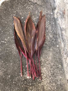 中药材红铁树叶 朱蕉叶 铁树叶 朱竹叶 铁连草