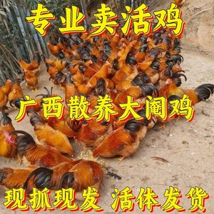 广西灵山散养阉鸡5/7斤农家桂香土鸡清远鸡三黄鸡正品人工手阉割