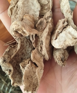 中药材 菊三七 别名土三七 血当归 菊叶三七根部切片晒干500克 件