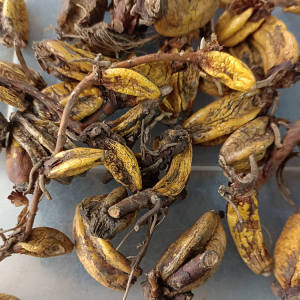 广西产地 石仙桃 又叫石山莲 石橄榄 果上叶 中药材晒干货500克件