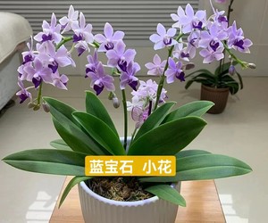 洋兰坊 新品小茴紫蝴蝶兰盆栽带花苗单双剑2.5寸杯紫式部蓝宝石