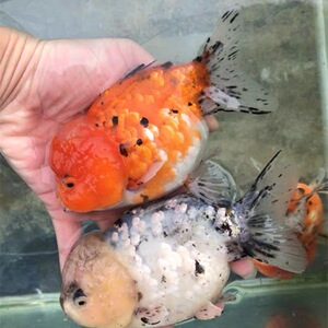 虎纹元宝金鱼五花狮子头短尾狮头活体鱼苗冷水鱼淡水鱼观赏鱼包邮