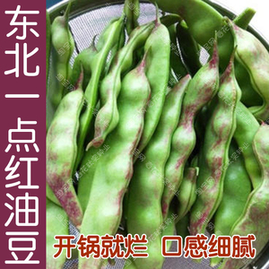 红将军油豆种子 春秋季播蔬菜籽 软面豆角菜豆大田抗病高产豇豆孑