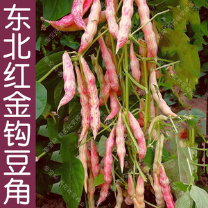 早熟东北红金钩豆角种子 春秋季播豇豆蔬菜籽 无筋好吃高产易种孑