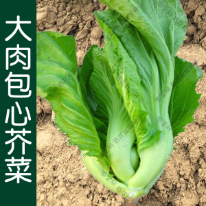 大肉包心芥菜种子 夏秋季播蔬菜种籽 腌渍泡菜酸菜咸菜盖菜青菜孑