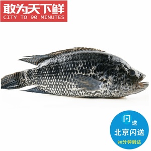5-1.6斤1条 北京闪送 鲜活珍珠斑 养殖生猛 淡水水产 石斑鱼