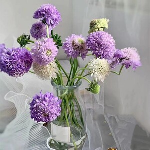 vsten7淘宝松虫草鲜花束广州同城速递办公室家庭水养插花装饰鲜切花