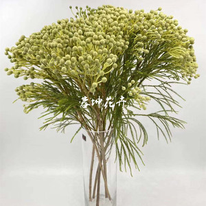 00追逸garden淘宝南非珊瑚果鲜花布鲁纳干花婚礼客厅花水养鲜切花做