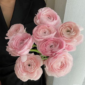 粉色超级大洋牡丹花毛茛油画质感洋牡丹鲜花速递上海直发家用鲜花