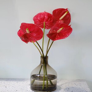 粉掌白掌植物室内水养红掌水培水养鹅掌红花绿掌供佛 鲜花 鲜切花