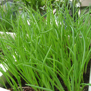 【易活四季小香葱种子】家庭菜园 易活小葱种子 阳台盆栽葱籽