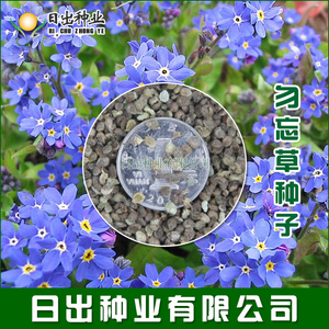 勿忘草种子 蓝色小花勿忘我种子 室内阳台盆栽花卉种子易活播种