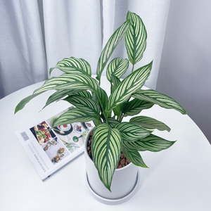 青纹竹芋观叶绿植盆栽办公室内桌面植物创意耐阴耐旱常绿好养送礼