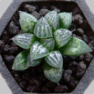 精品多肉植物雪景色玉露 群生多头老桩 奇趣盆栽办公室客厅防辐射