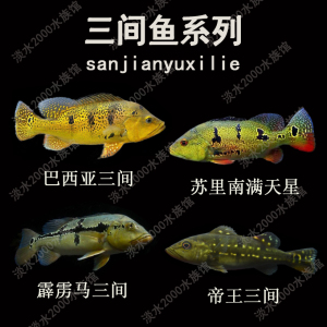野生帝王三间巴西亚苏里南满天星三间蓝帆五间龙鱼配鱼观赏热带鱼
