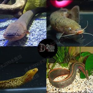 电鳗活体鱼鱼黄金豹纹鳗黄金虎鳗电猫喷火龙淡水南美野生大型