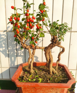 枸杞盆景枸杞树盆栽造型老桩秋季红果室内阳台客厅办公桌绿植净化