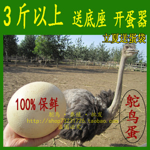 新鲜鸵鸟蛋新鲜食用 驼鸟蛋鹅蛋禽碰撞蛋国庆节新年春节礼品包邮