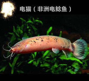 电猫鱼 电鳗鱼活体 电鲶鱼非洲电猫稀有热带鱼有电的鱼