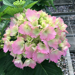 [du rose]蒂亚娜 大花绣球花苗八仙花盆栽花园阳台植物绿植花卉